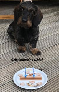 Nikkel mit Geburtstagstorte